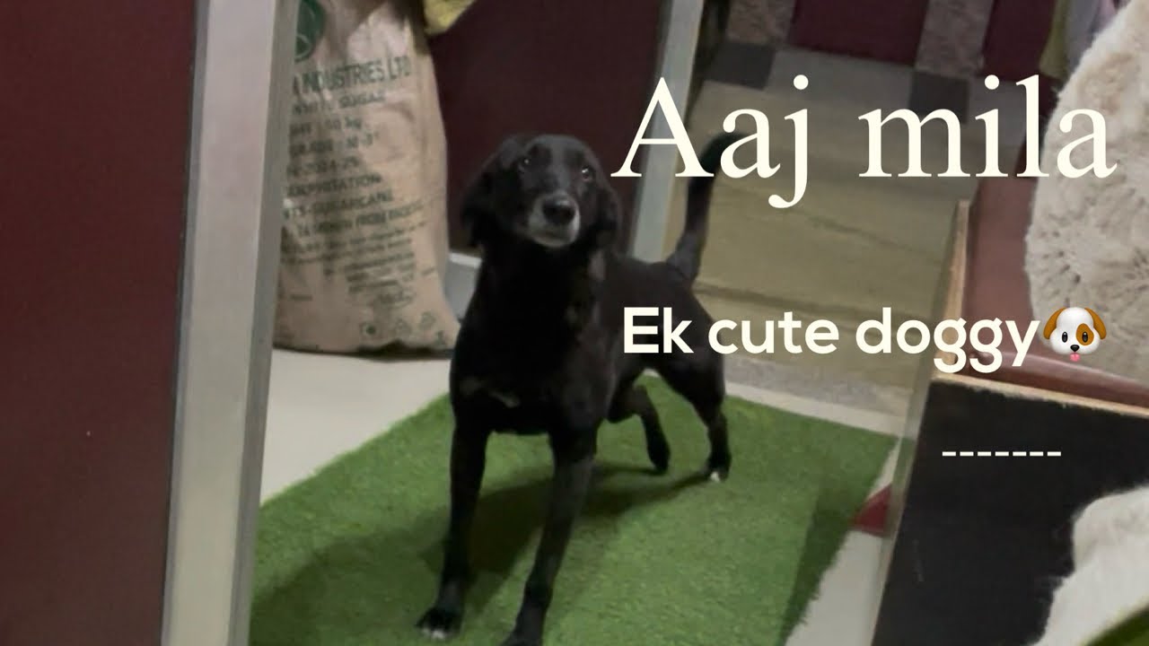 Cute surprise#subscribe #like #comment #minivlog #Uttarakhand