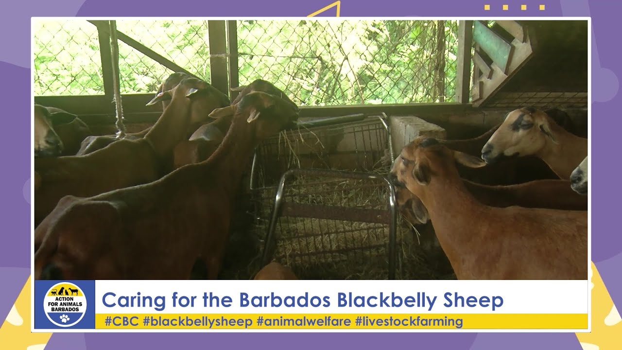 Action For Animals - Blackbelly Sheep [ Episode 6 ]