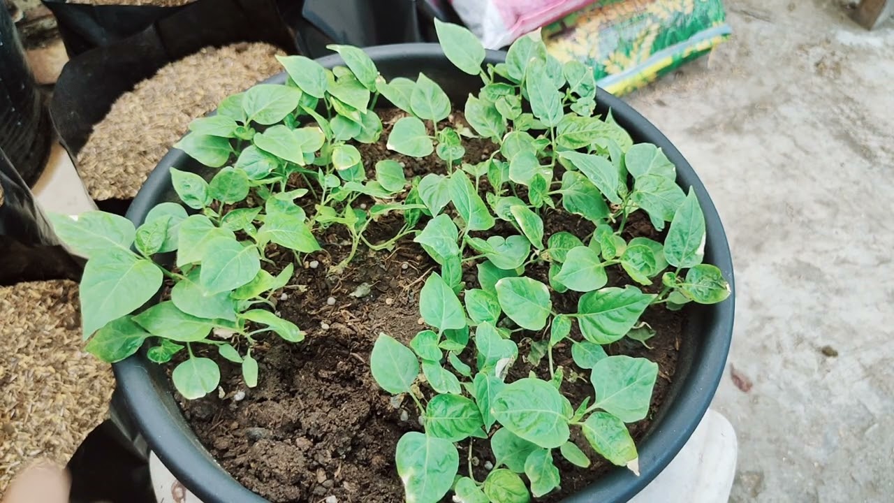 Transplanting Chili Seedlings |  Lipat-tanim ng Sili Seedlings