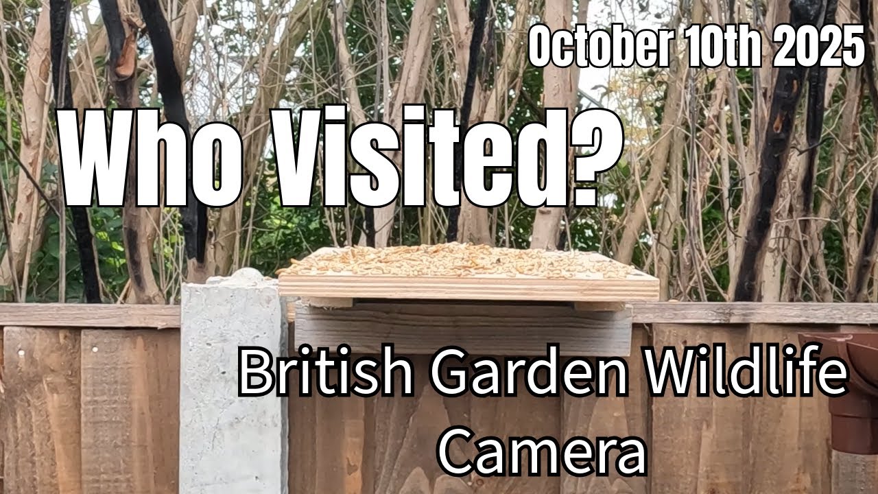 Who visited the Bird Feeder in the Garden? October 2025 British Wildlife