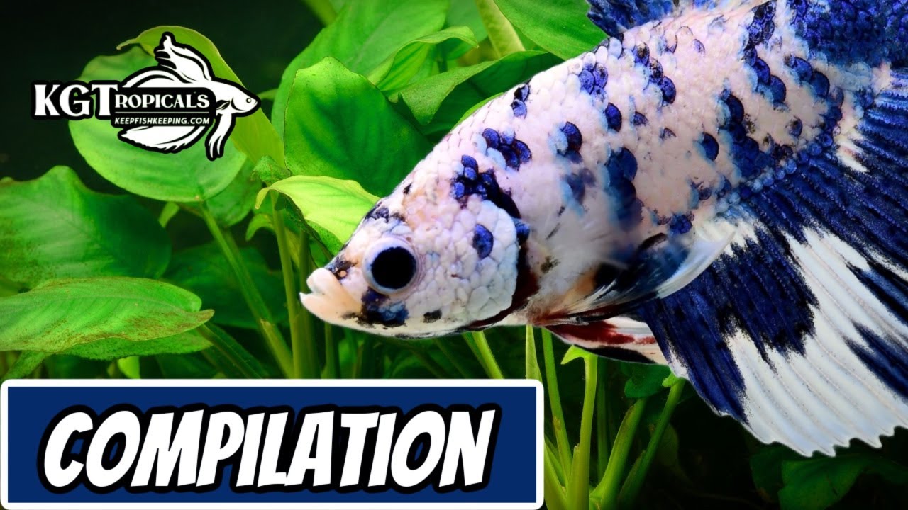 All The Best Betta Information 2 hour Compilation