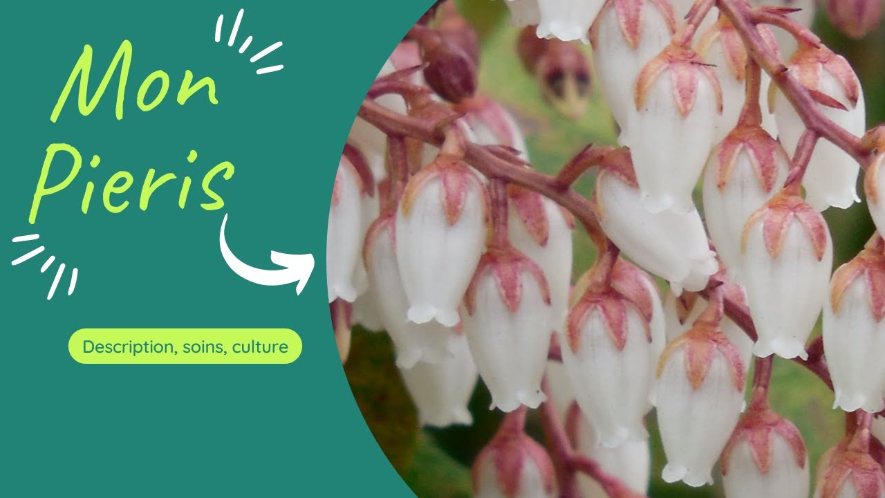 Pieris japonica , Andromède