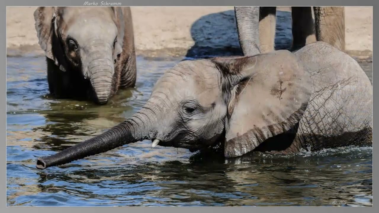 Rundgang im Tierpark Berlin
