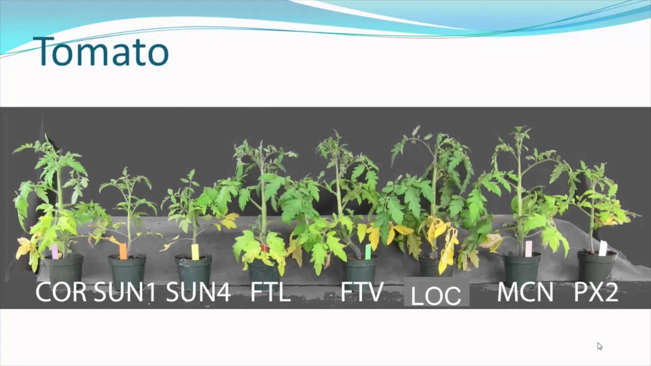 Floricast: Comparing Organic Substrates