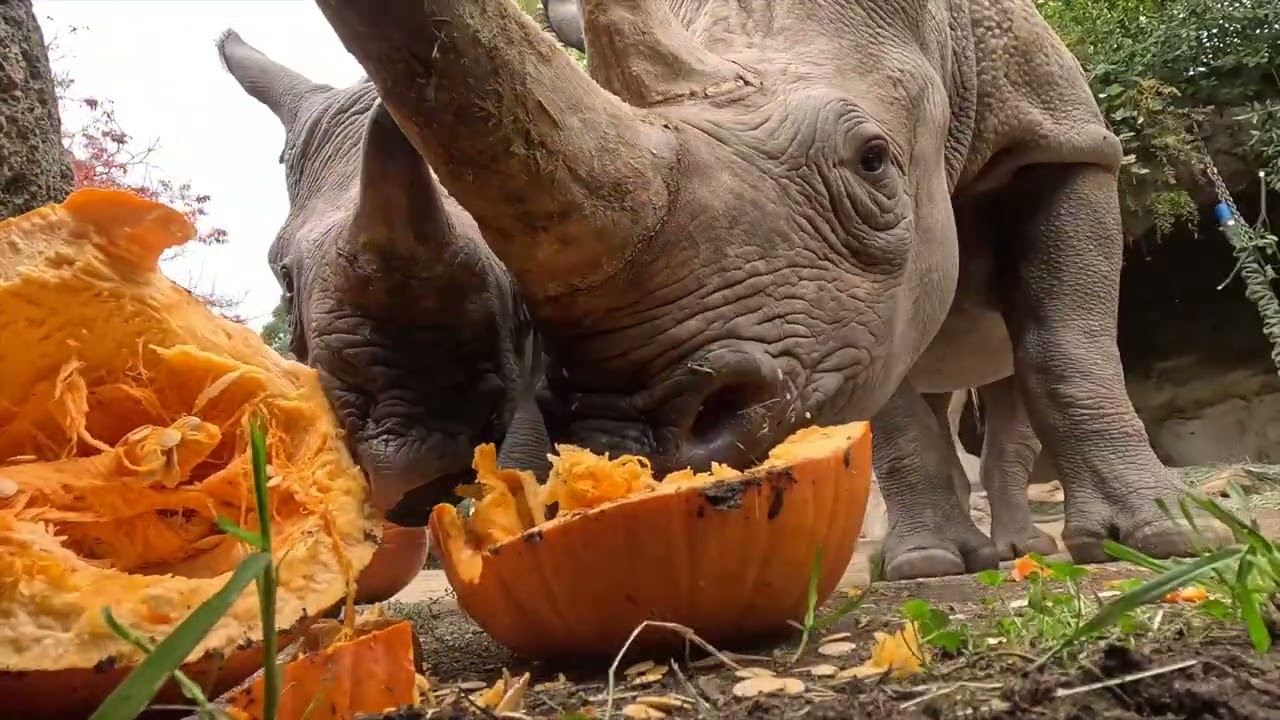 Cute Zoo Animals Feast On Thanksgiving