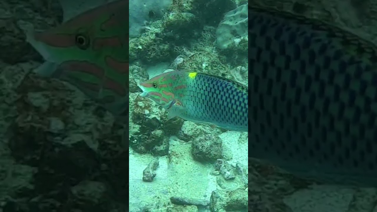 Tamarin wrasse #shorts