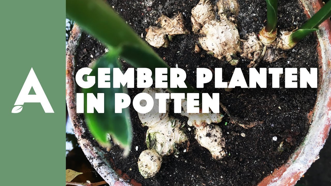 Gember planten in potten I Een groener thuis! #27 I Angelo Dorny