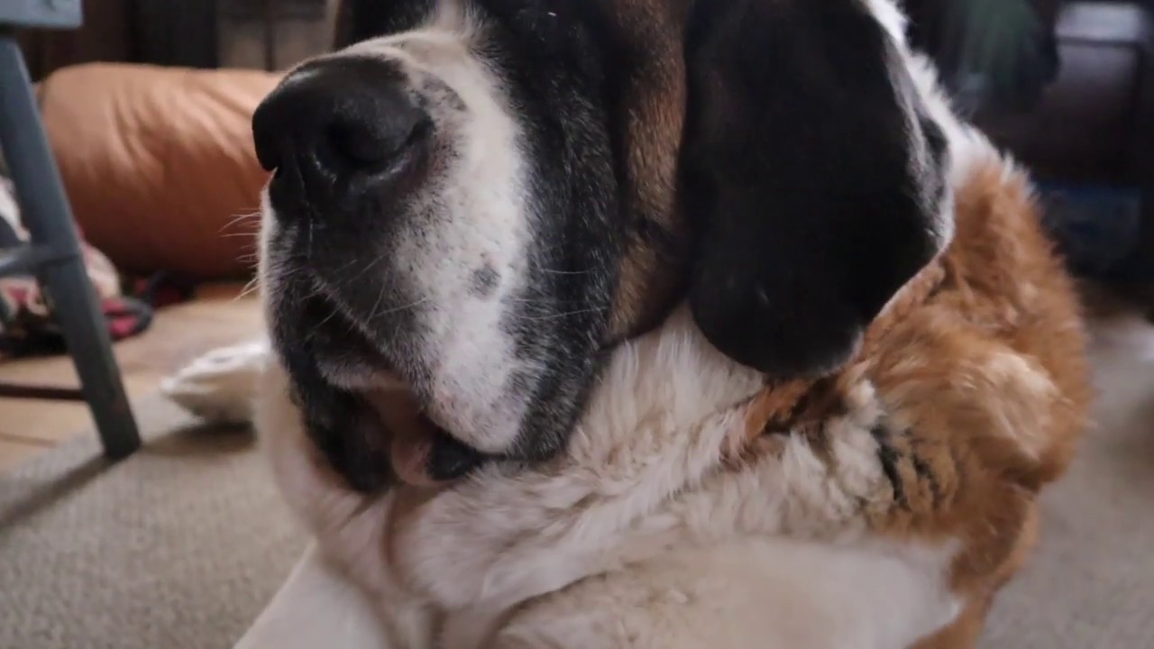 Our Lazy St. Bernard REFUSES To Get UP To Go Outside
