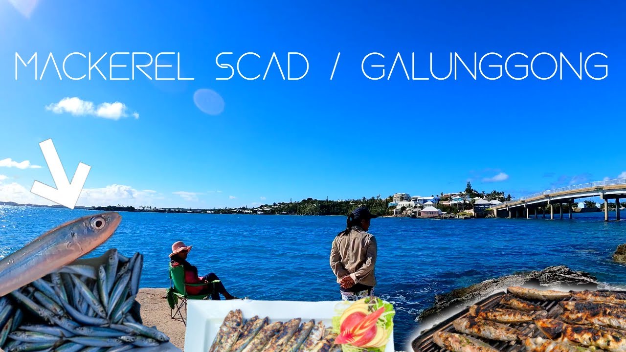 Early Morning Fishing for Mackerel Scad/Galunggong/Robins! |Catch & Cook Grilled Scad  | BERMUDA