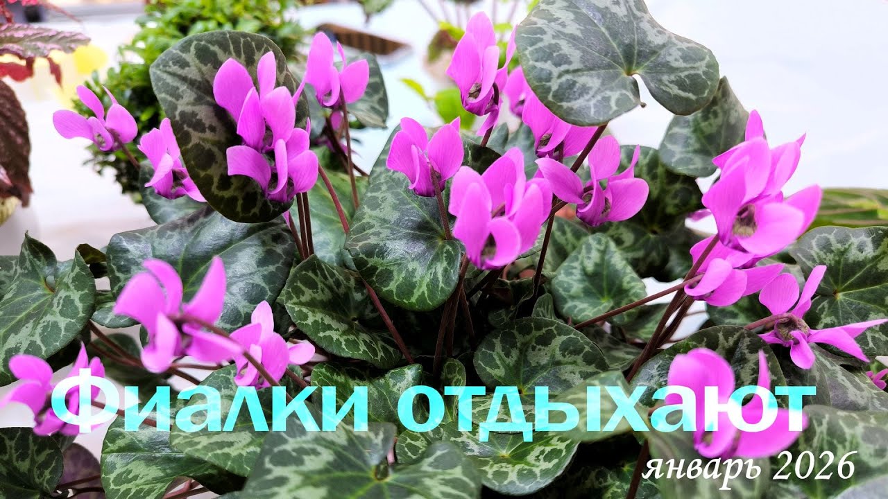 Обзор выставки 