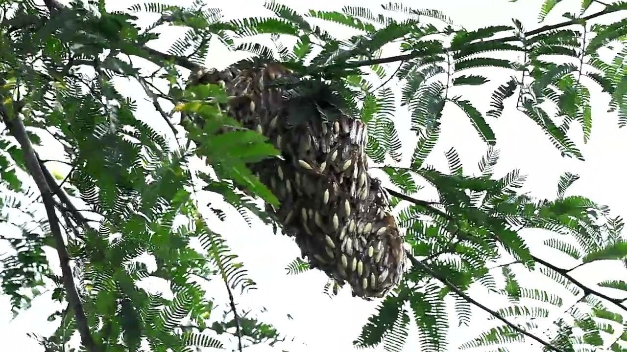 Marimbondo de chap&eacute;u  ( Apoica pallens ) na natureza mansos por&eacute;m devem ser respeitados