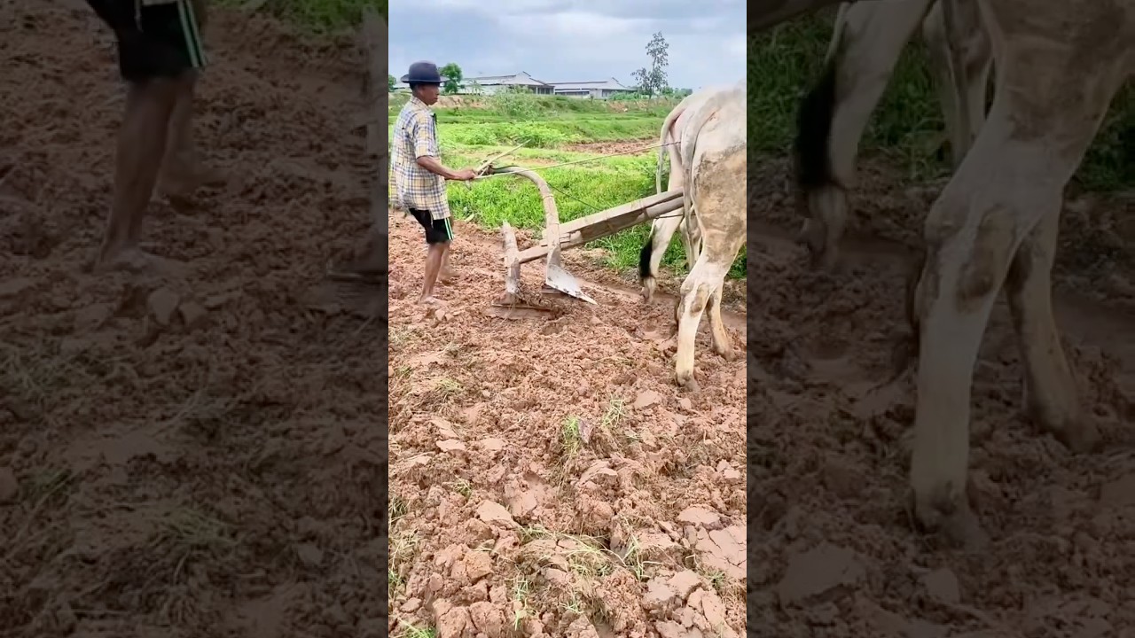 Sharing traditional wisdom and practical experience of ox-plowing