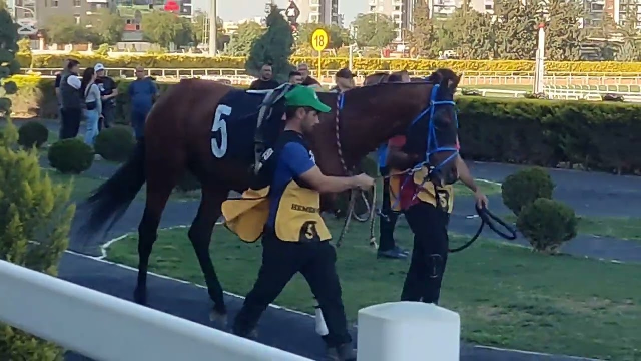 TJK LİNARDO CAN, KİNG OF DELATİERRA, SiRİUS BLACK 15.03.2025 ADANA