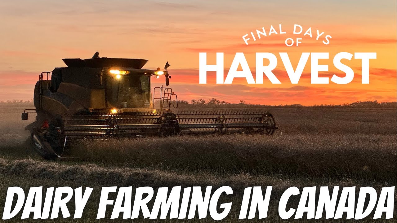 Seeding Fall Rye, Combining Canola, and Parlour Maintenance