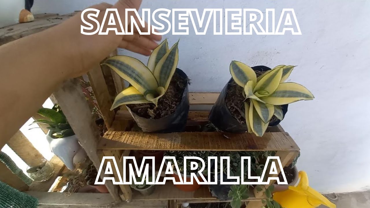 SANSEVIERIA AMARILLA-trifasciata-trasplante -FÀCIL
