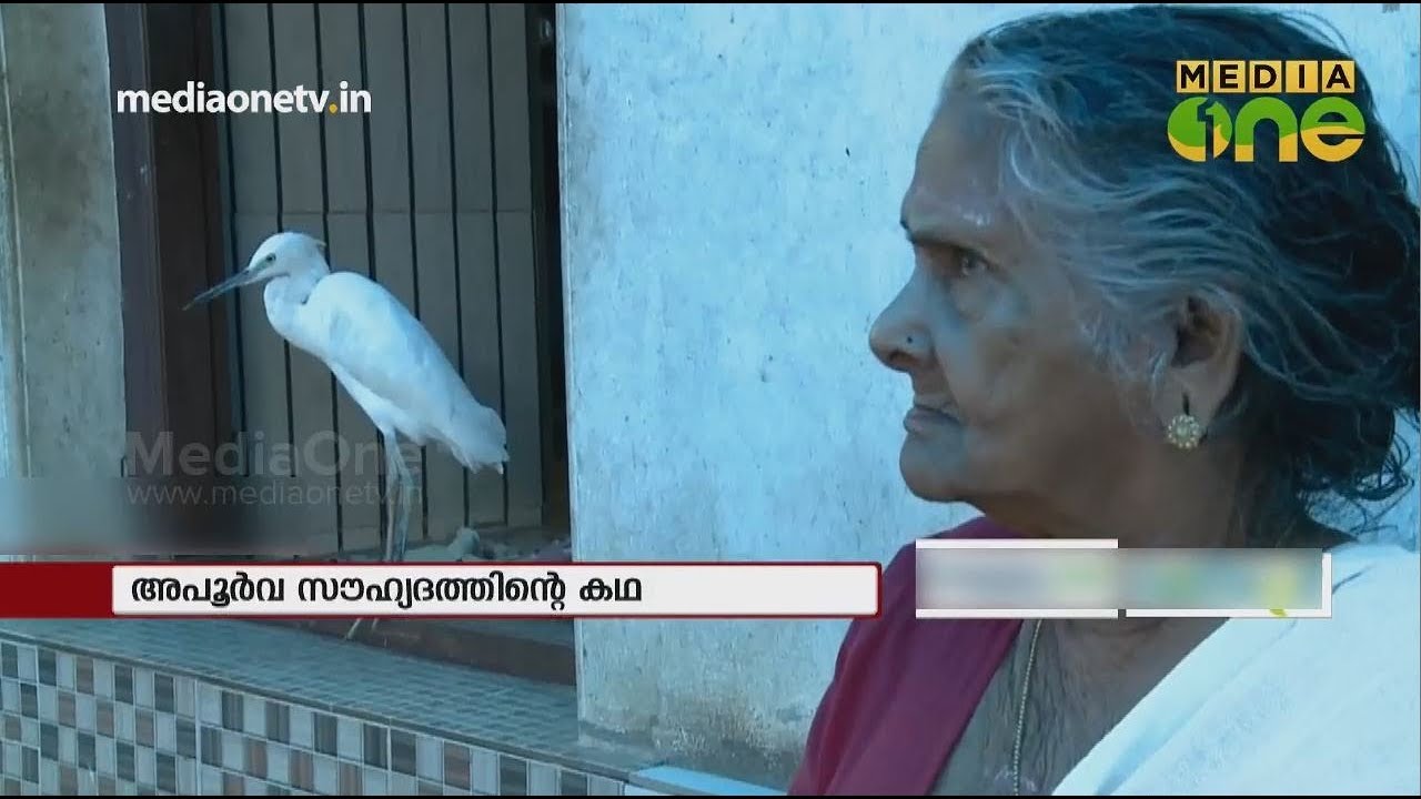 കൊറ്റിയുമായി സൗഹൃദത്തിലാണ് ഈ കുടുംബം | Little egret | News Theatre