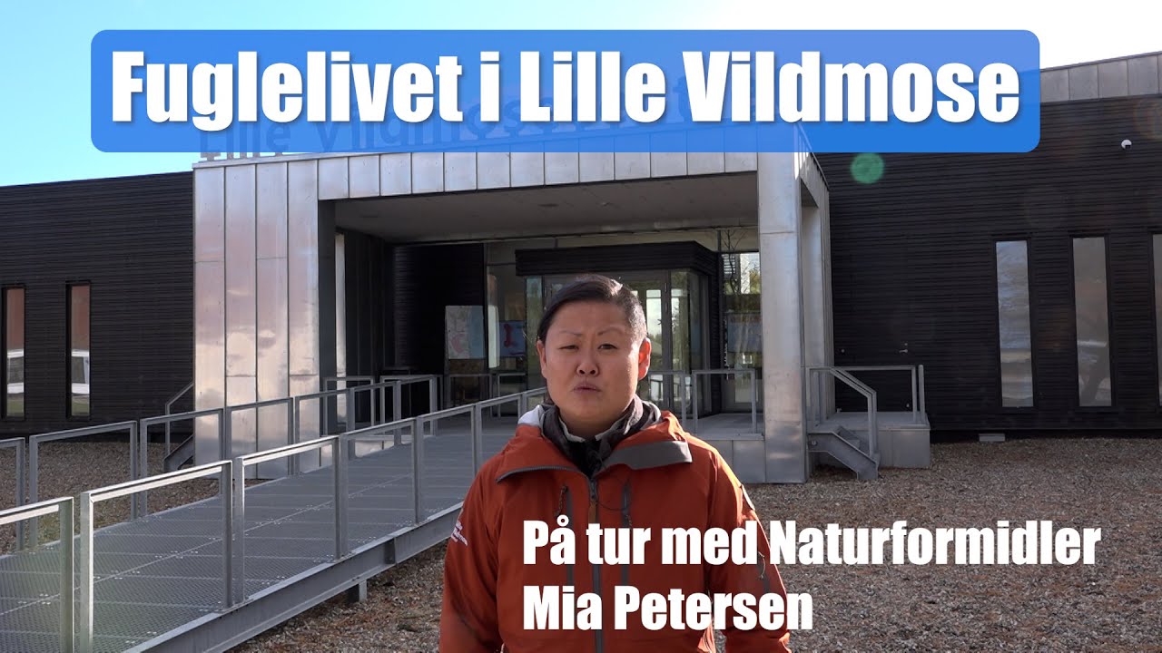 Fuglelivet i Lille Vildmose - På tur med naturformidler Mia Petersen