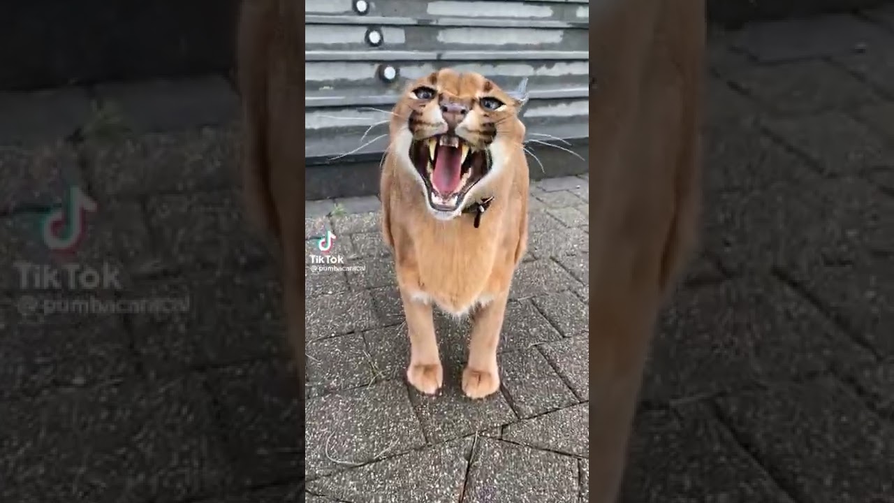 suara kucing caracal #shorts #caracal #viral #cat