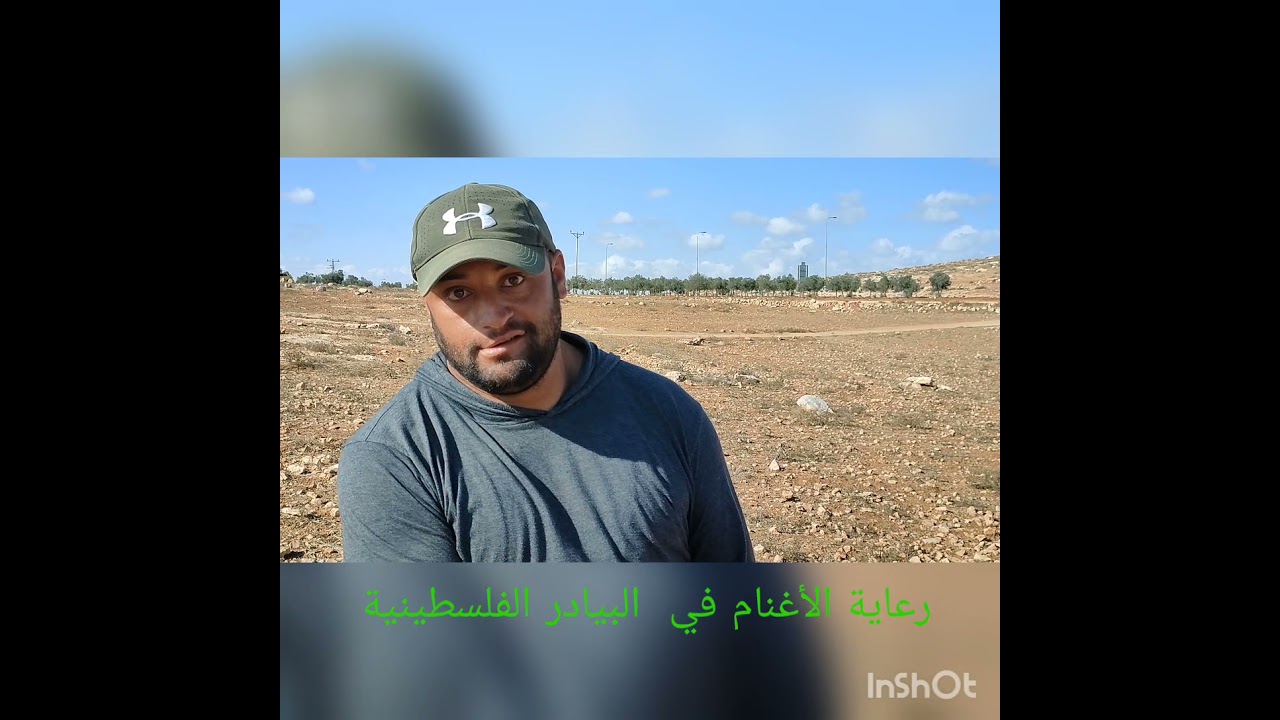 شاهد رعاية الأغنام في جبال فلسطين