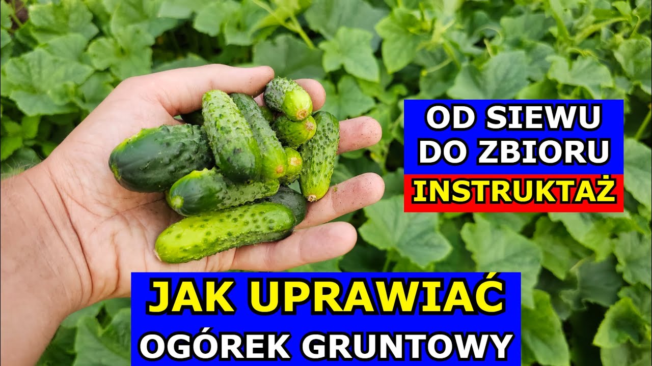 [INSTRUKTAŻ] Jak uprawiać Ogórek gruntowy Najlepszy Sposób Uprawy. Uprawa Ogórków od Siewu do Zbioru
