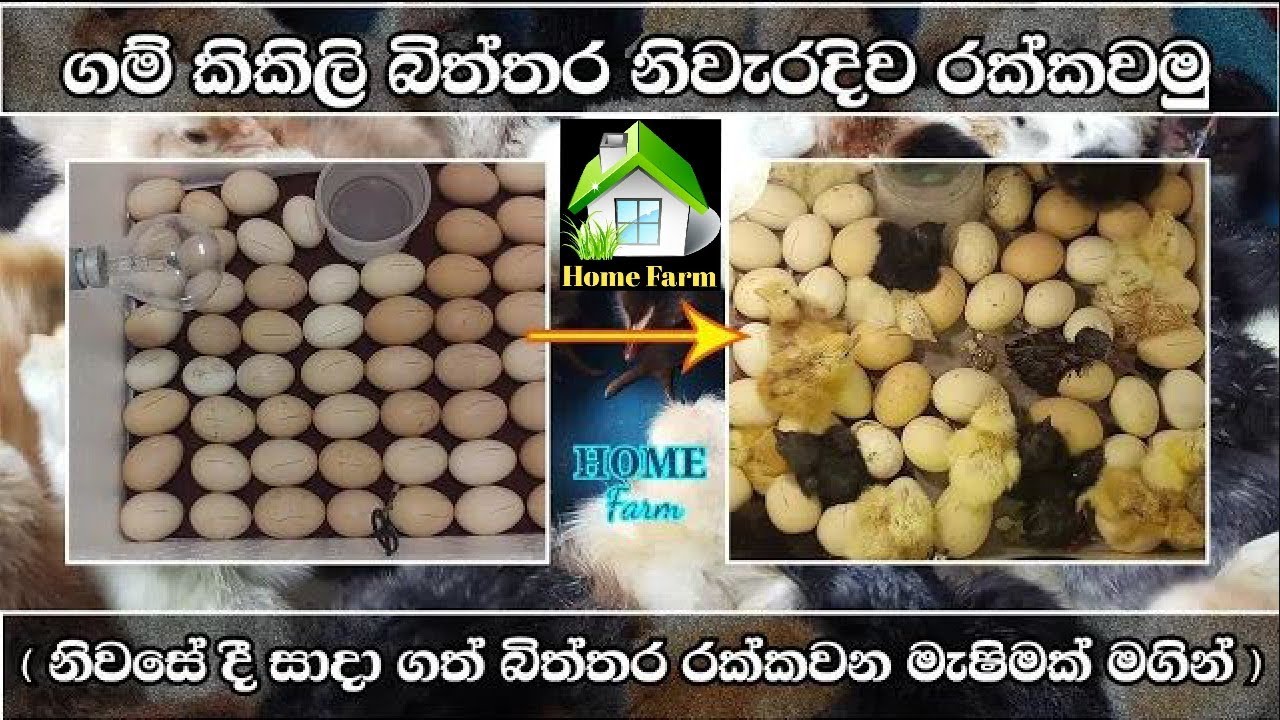ගම් බිත්තර රැක්කවීම | How to incubate an eggs