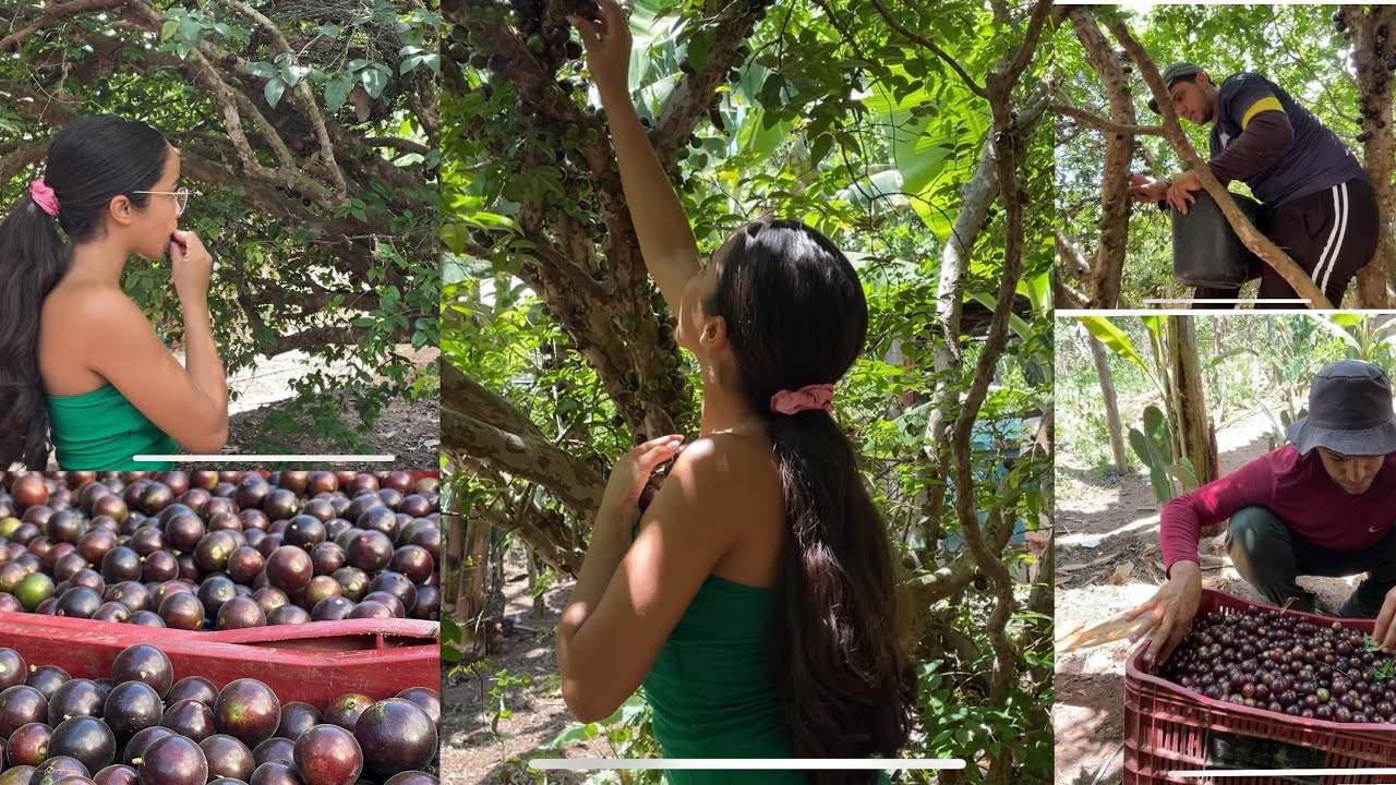 OLHA A REAÇÃO DE NAYARA AO VOLTAR NO SÍTIO ONDE MORAVA SEUS AVÓS + GRANDE COLHEITA DE JABUTICABA!