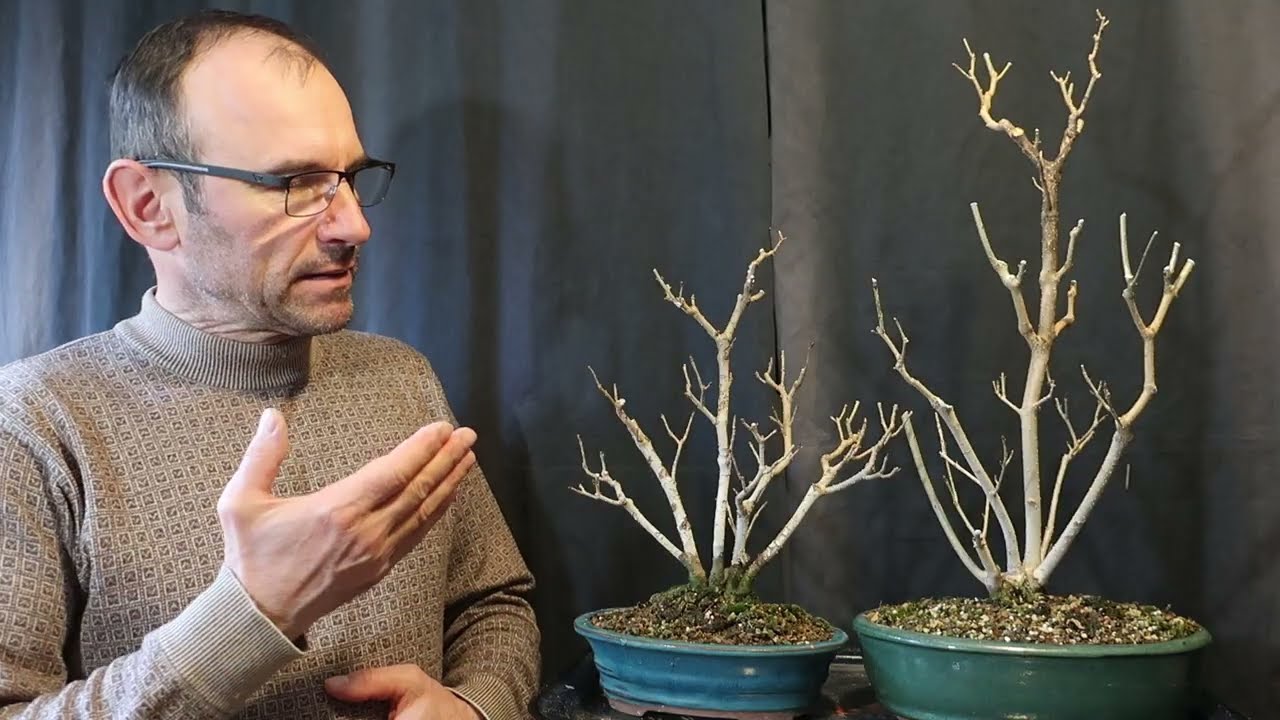 Ligustrum Vulgare - Proiect Bonsai - tăiere de formare Ep. 3 (Februarie 2026)