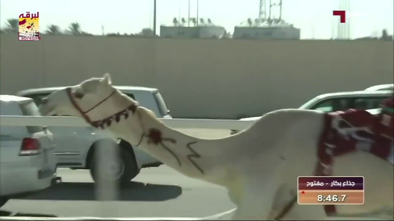 ملخص رموز الأشواط العامة مهرجان المؤسس ٢٠١٧