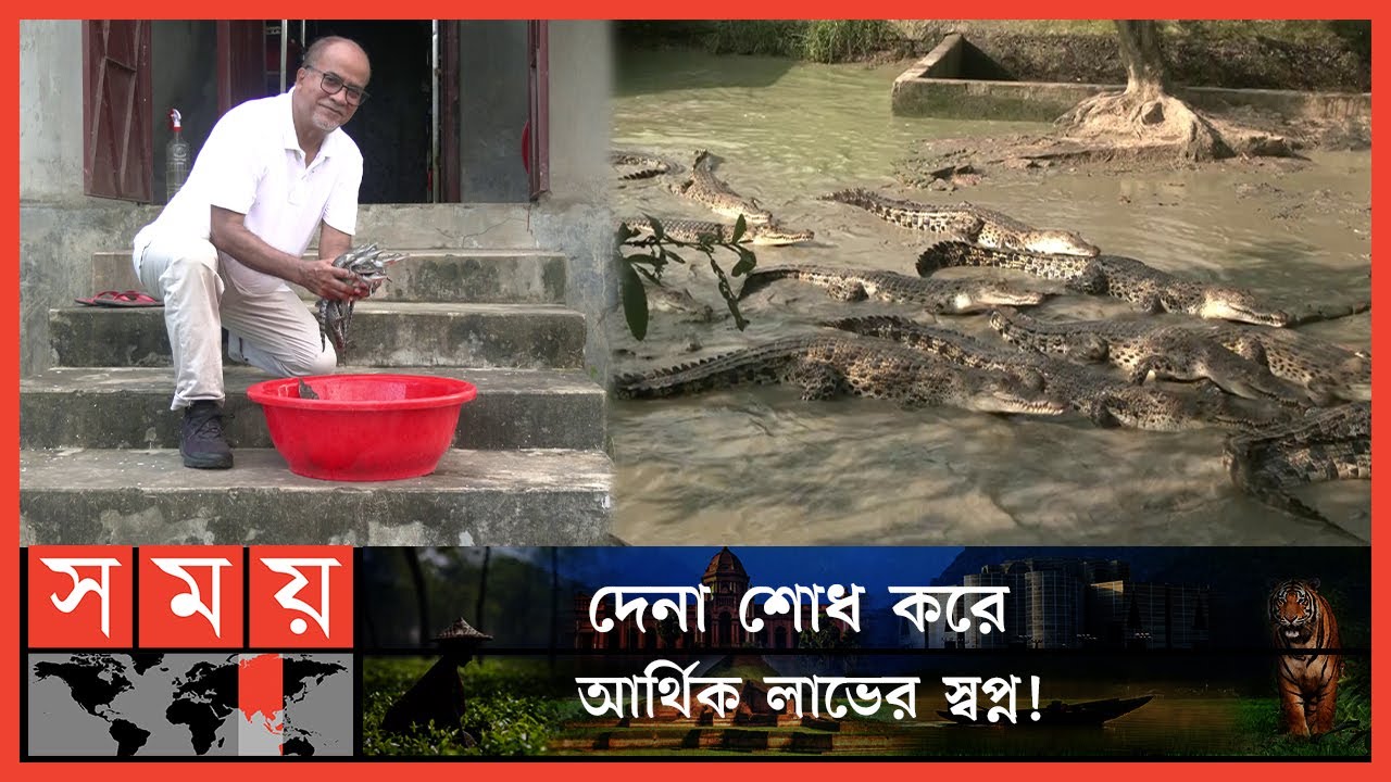 পিকে হালদারের প্রতিষ্ঠানের হাল ধরলেন প্রবাসী বাংলাদেশি | Crocodile | Reptile Farm | Somoy TV
