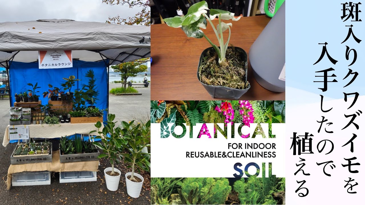 斑入りクワズイモをボタニカルソイルで植える