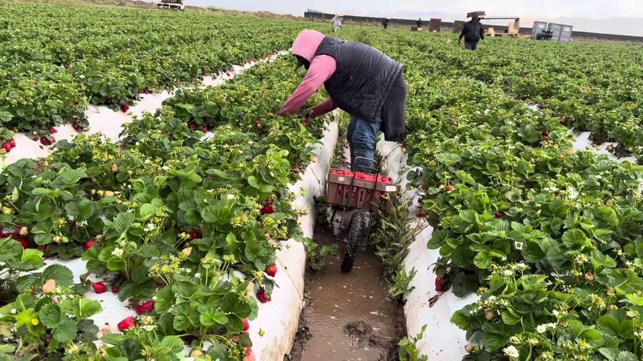 Trabajando en la lluvia 🌧️ BENDICIONES