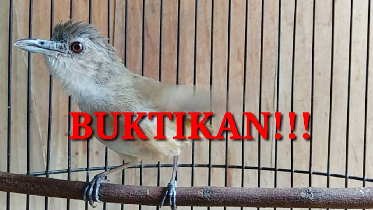 Pelanduk semak lain langsung respon.