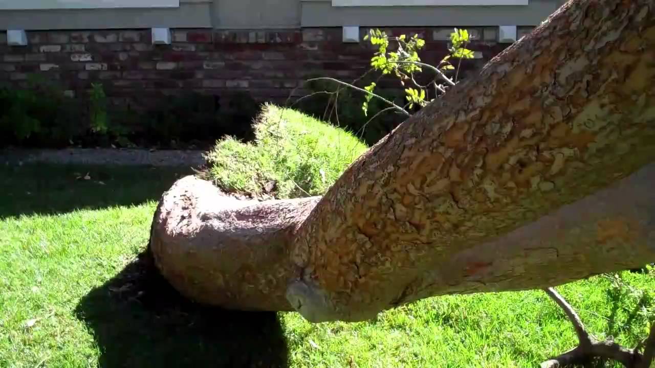 (105) Chinese Elm Failure