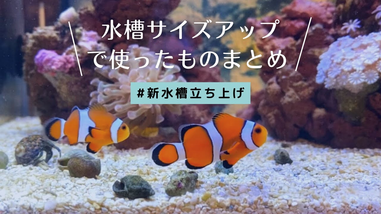 【海水魚水槽】水槽サイズアップで使ったもの・金額！