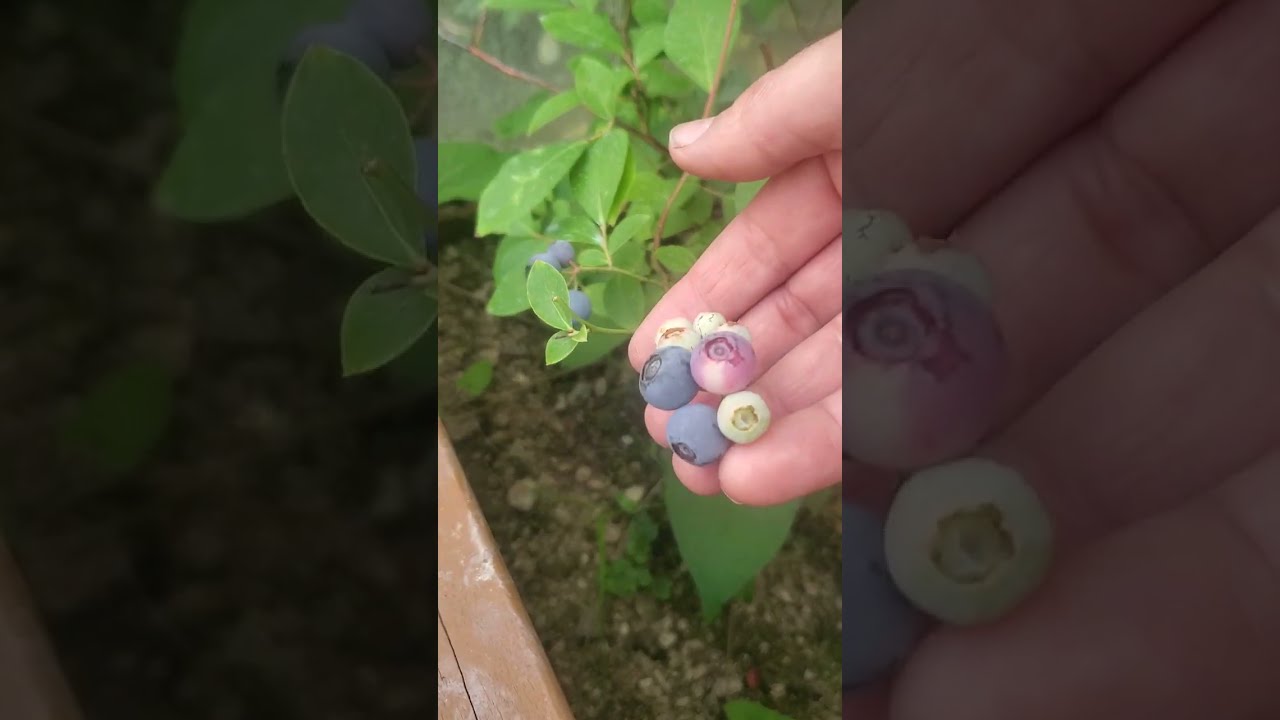 زراعة التوت الازرق Planting Blueberry