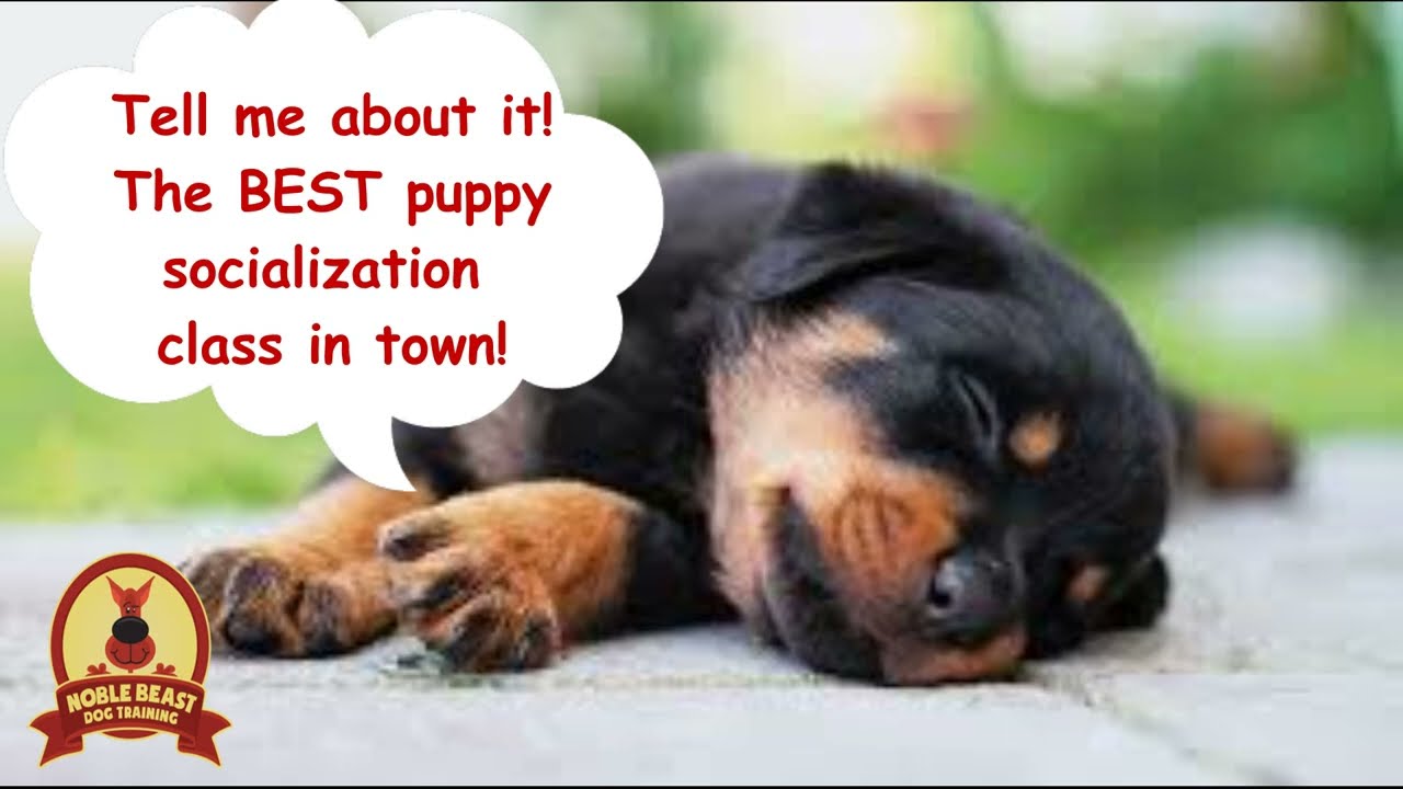 Playful Pup Socialization Class at Noble Beast!