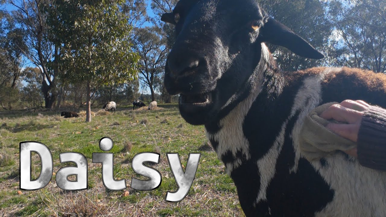 Cleaning Daisy & Hanging out with the Sheep