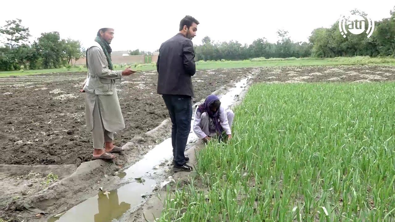The farmlands in Qabel Bay, Kabul Hafiz Amiri report / زمین های زراعتی در قابلبای کابل