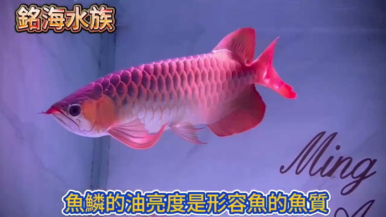銘海水族-紅龍魚鱗片如何細看