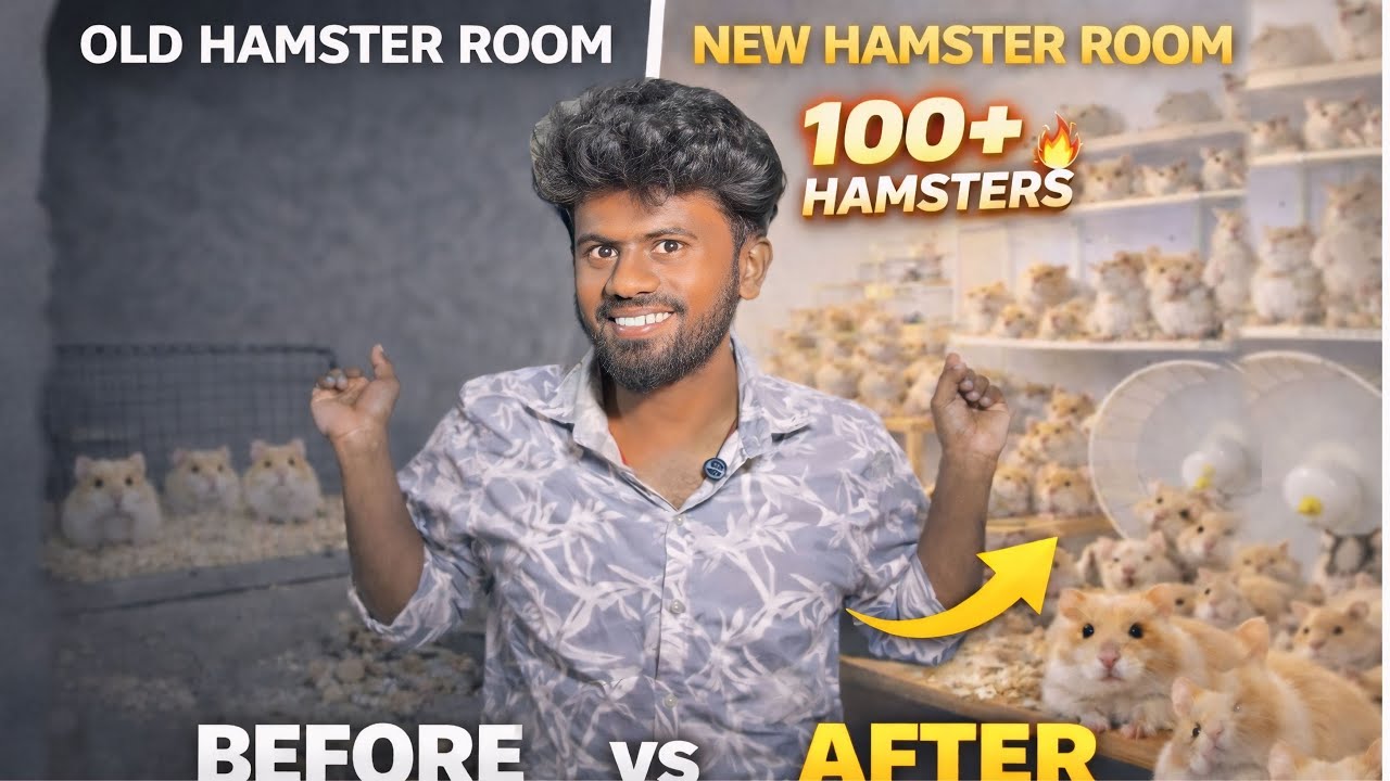 😱 No Money  🐹 Setup 100+ Hamsters Dream Room Tour 😱🔥 🤩 Balasvoyage 
