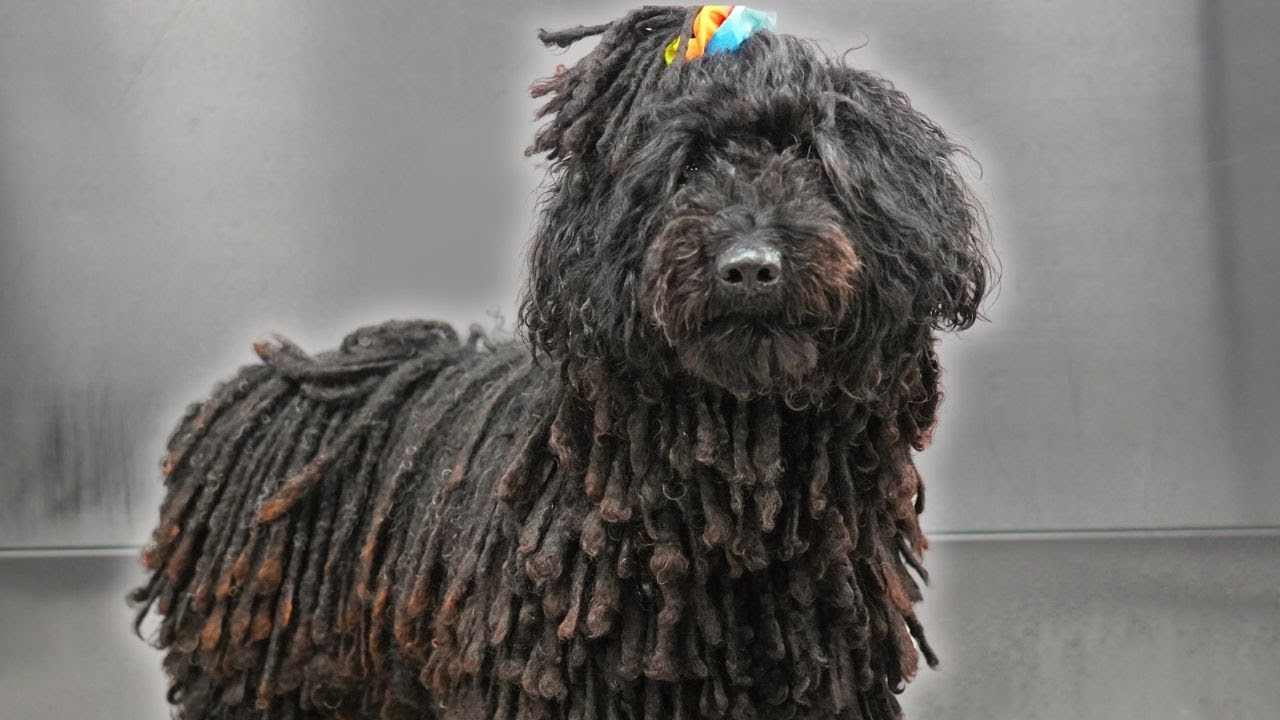 The dog of a groomers nightmares 😅