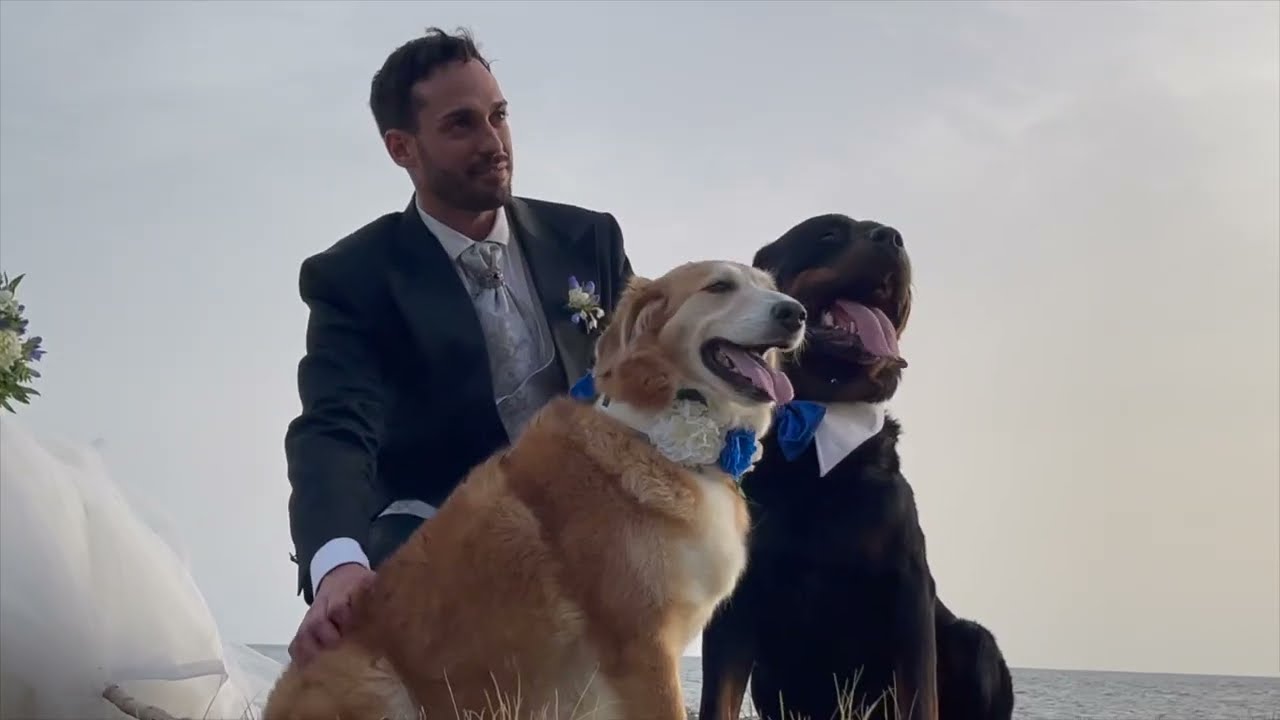 Cane porta le fedi al matrimonio - Wedding Dog Sitter