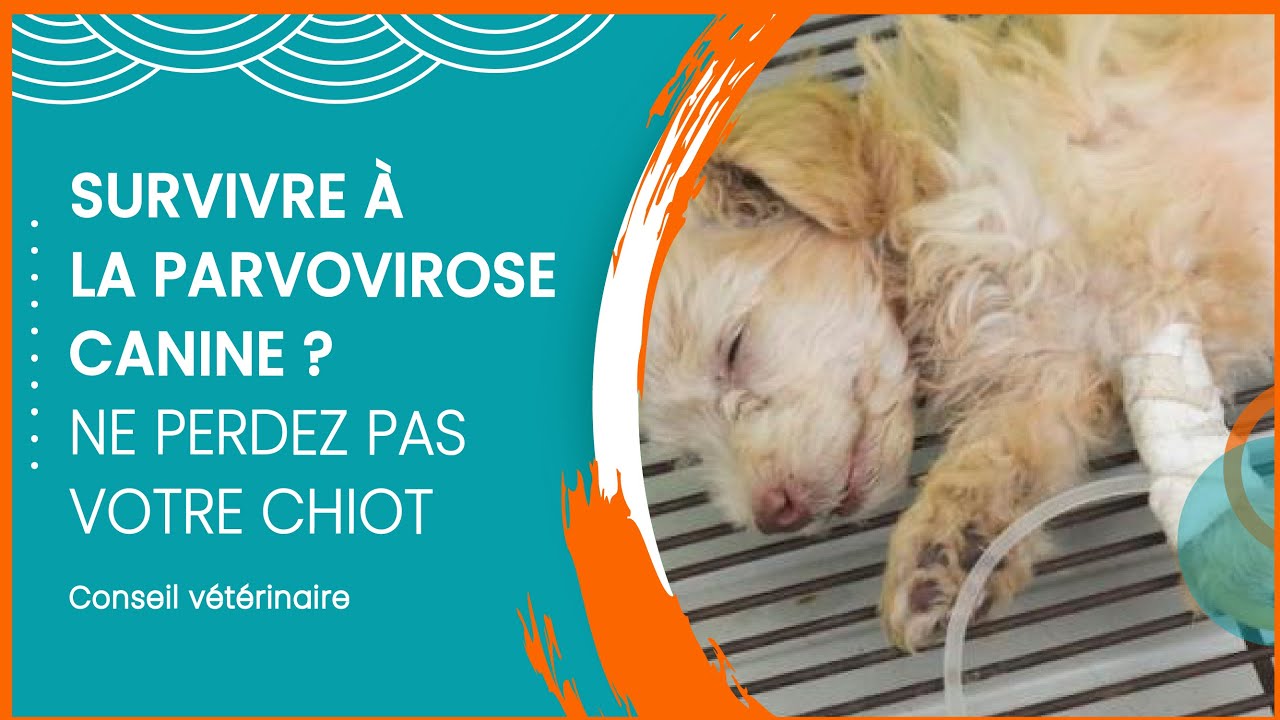 Parvovirose chez le chien : quelle chance de survie ?
