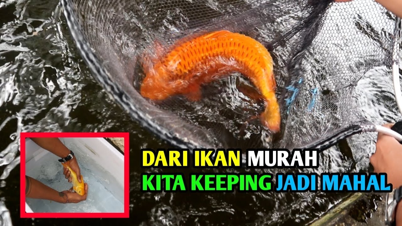 KEPPING KARASI ENDORS DARI OK GRENN BLITAR KITA AKAN GAS PAKAN EXTREAM 