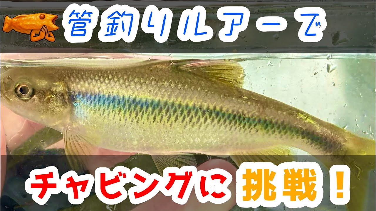 夏休み！柳瀬川でチャビングチャレンジ🎣【カワムツ】