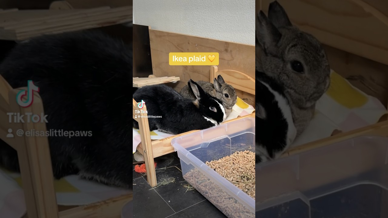 Ikea Svartfibbla plaid 💛#ikea #ikeahack #diy #bunny #rabbit #konijn #bunnylove #plaid #bunnyhop