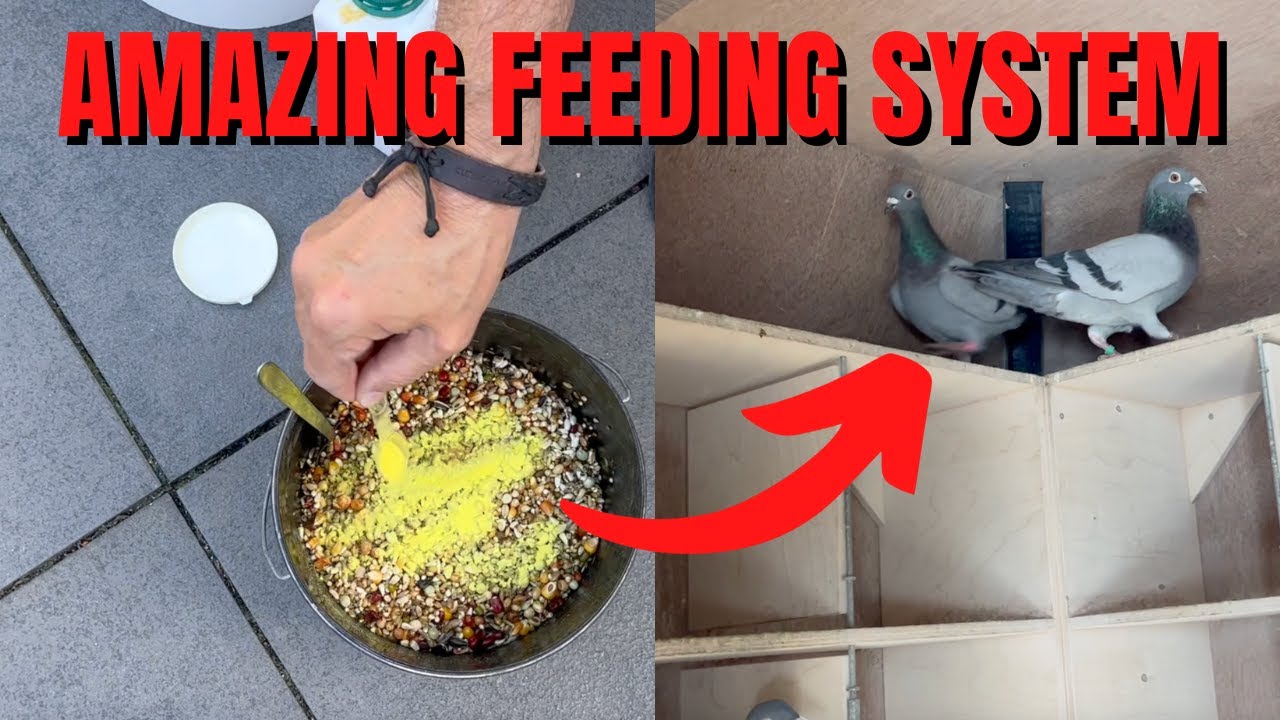 BEST Food & Drink For Racing Pigeons (TIPS & TRICKS)