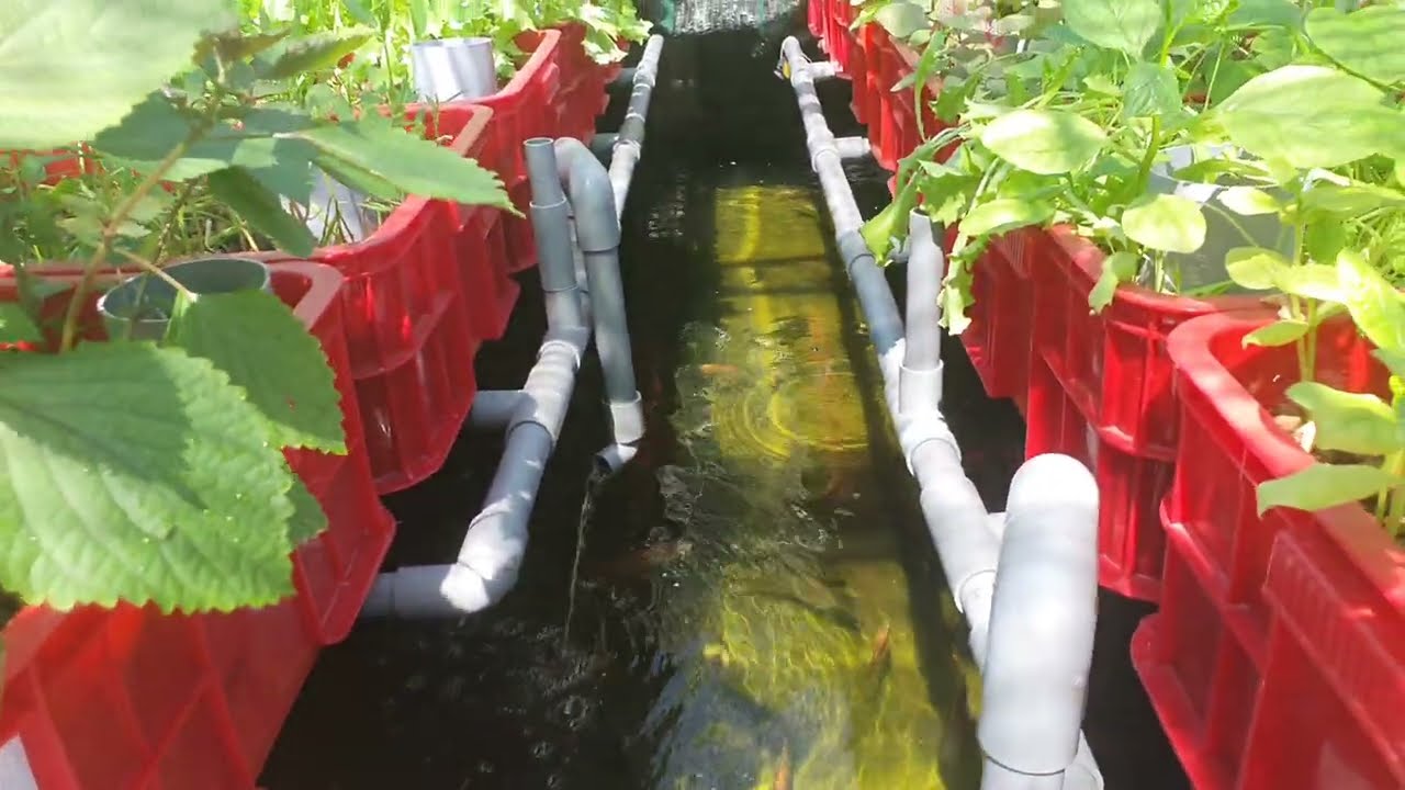 Hệ Aquaponic sau 2 tháng rưỡi.