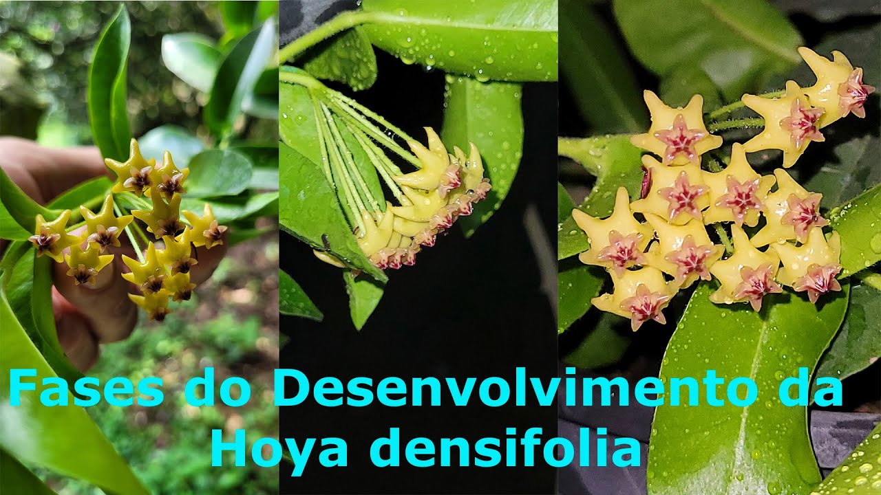 Fases do Desenvolvimento da Hoya densifolia