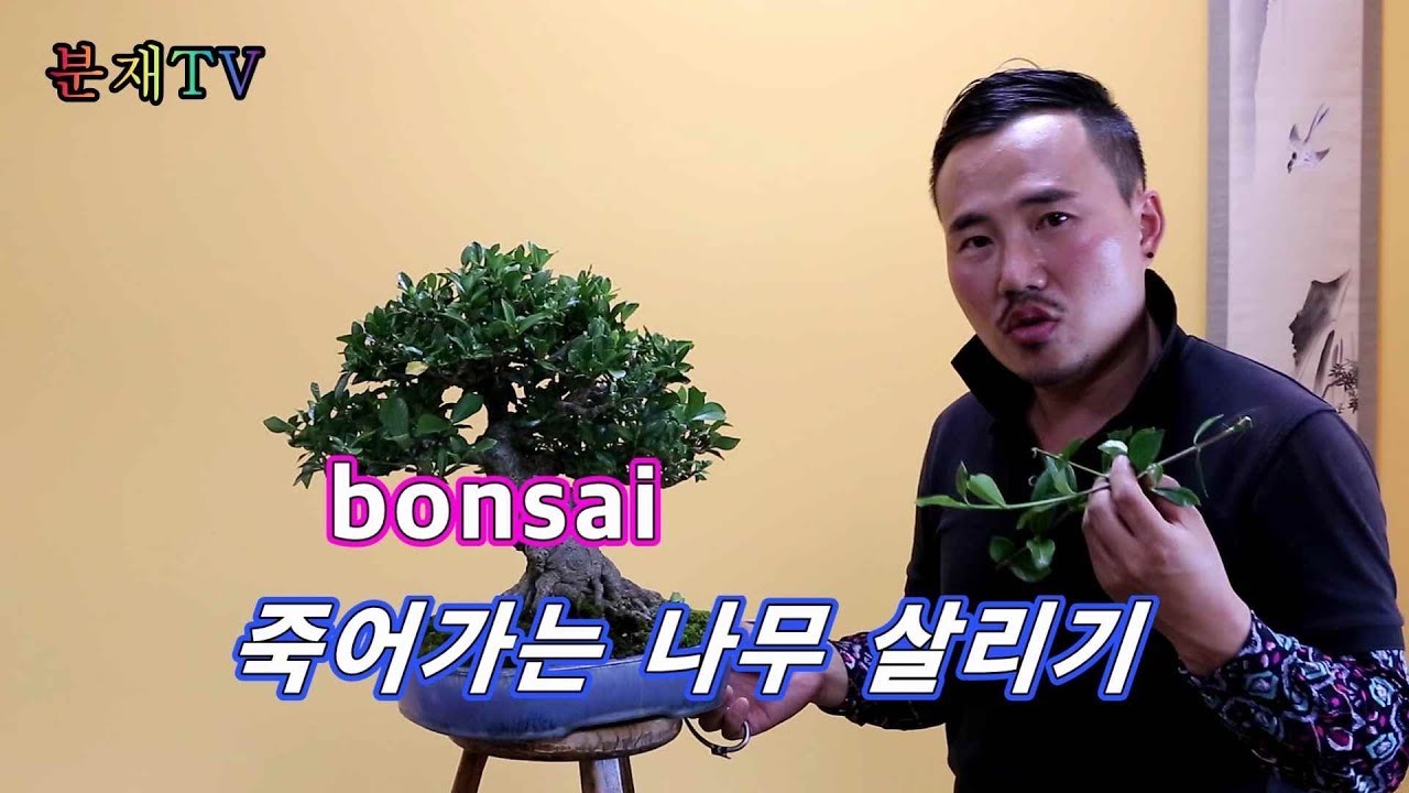 분재 죽어가는 나무 살리기 bonsai 분재교육 7회